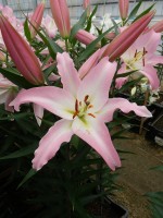 [5222 Okura VZ No02.JPG]